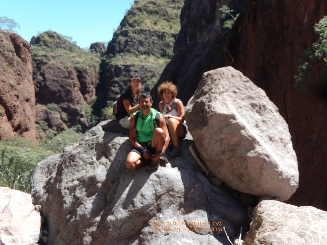 Coastal desert panorama with cardón cactus and the Gulf of California stretching to the horizon