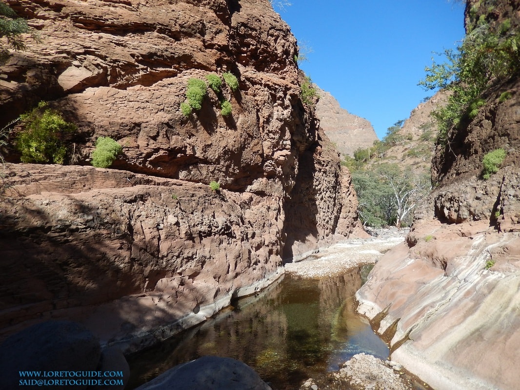 Cascading stream winding through a lush palm canyon in the Sierra de la Giganta