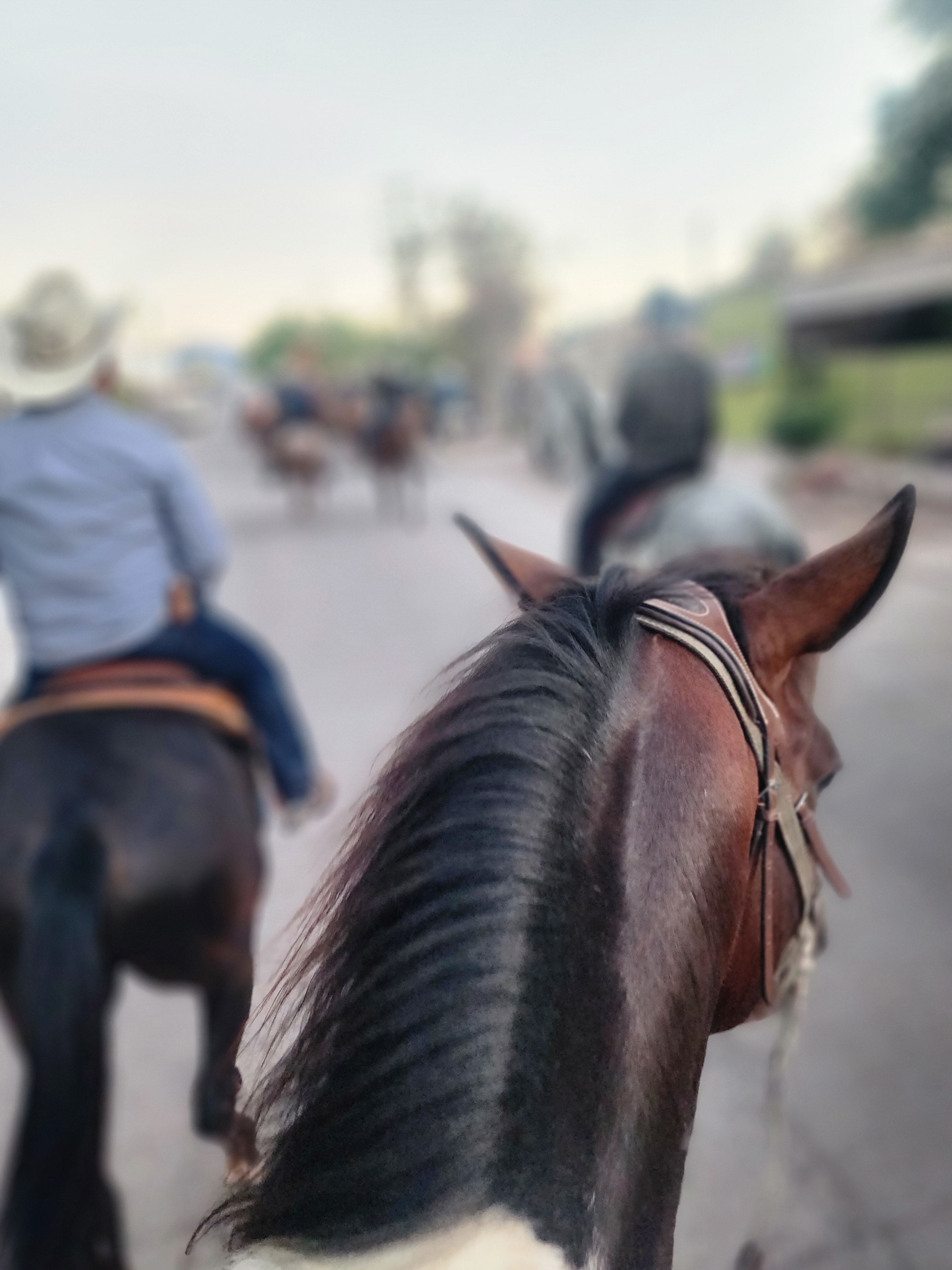Horse tour group riding through the landscape near Loreto
