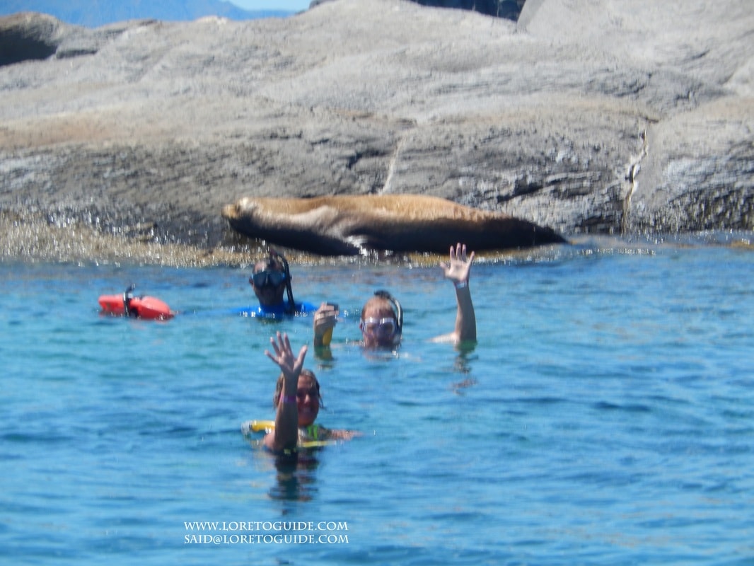 Three snorkelers waving at the camera with a California sea lion resting on rocks behind them near Loreto