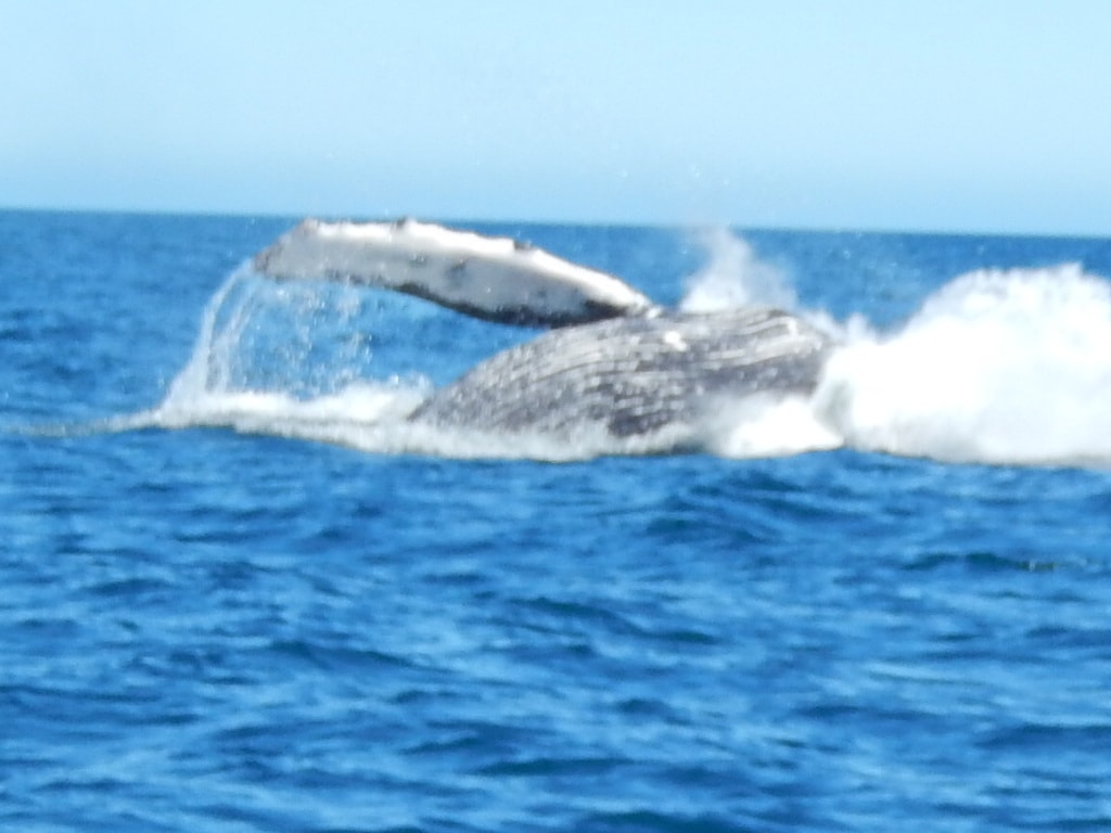 Humpback whale breaching dramatically in the deep blue Gulf of California near Loreto