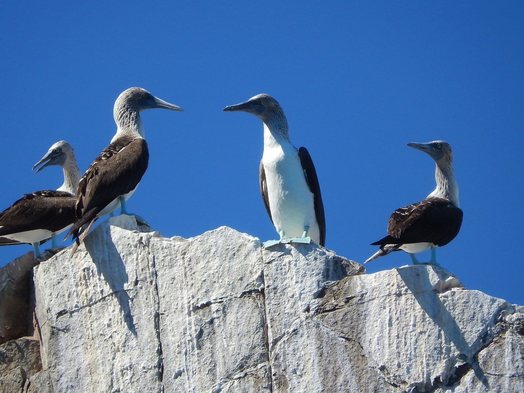 Wildlife photo near Loreto, Baja California Sur