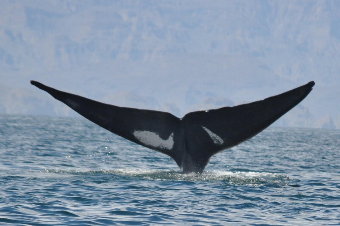 Massive blue whale tail flukes rising above the calm surface of the Gulf of California near Loreto