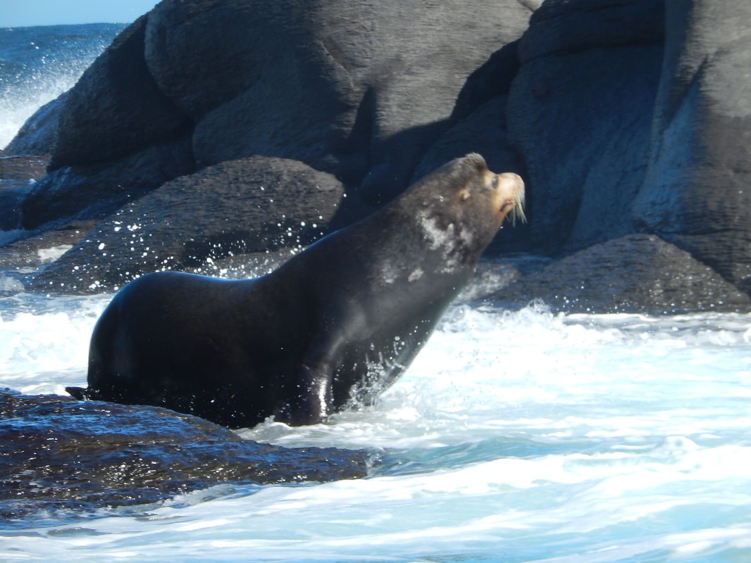 Massive bull California sea lion posing proudly on surf-splashed volcanic rocks in the Gulf of California near Loreto