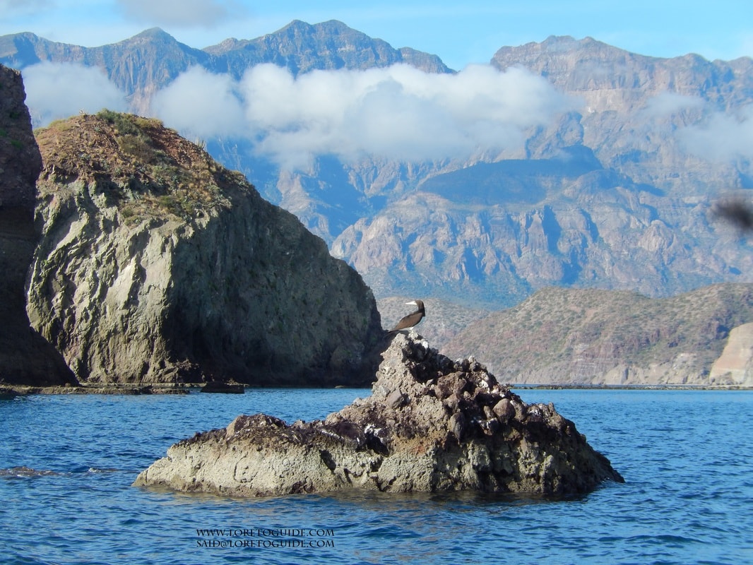 Cormorant perched on a sea rock with dramatic sierra mountains and clouds in the background near Loreto