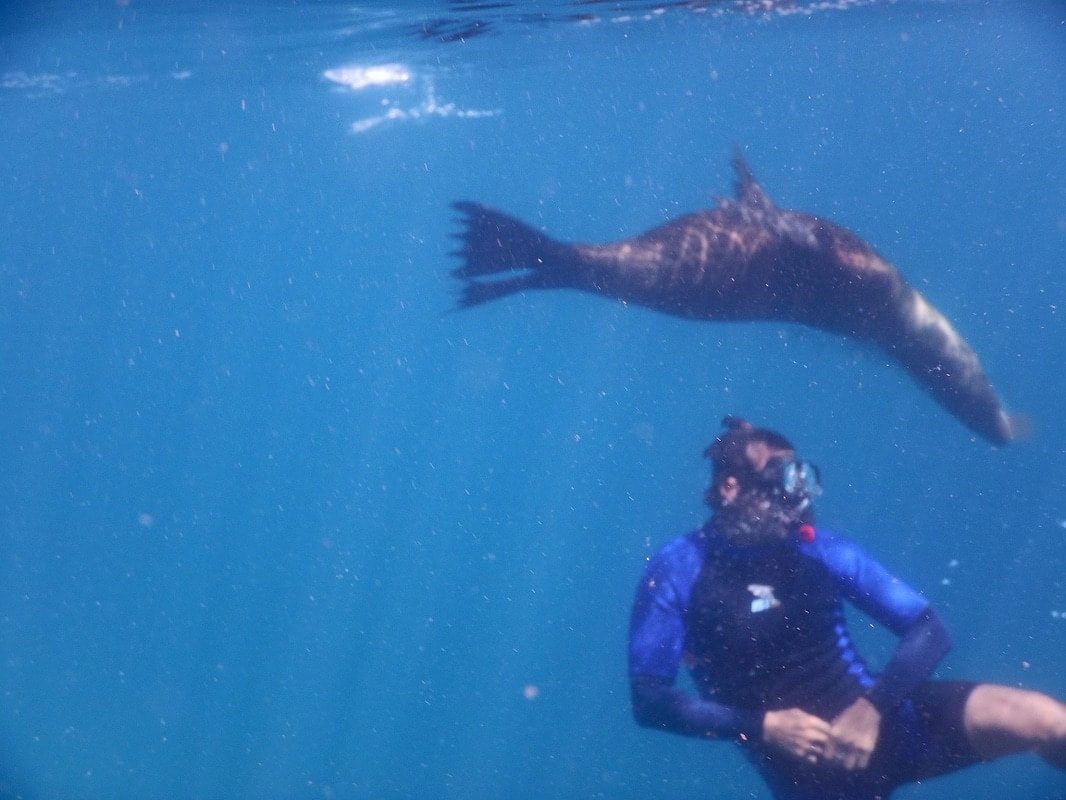 Snorkeler watching a California sea lion glide past in clear blue water in the Gulf of California near Loreto