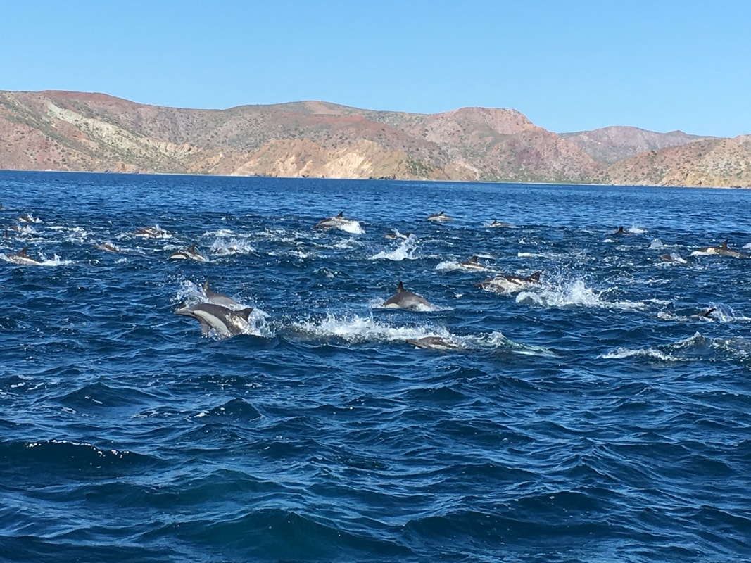 Massive superpod of common dolphins surfacing and leaping in deep blue water with dramatic red sierra cliffs behind in the Gulf of California