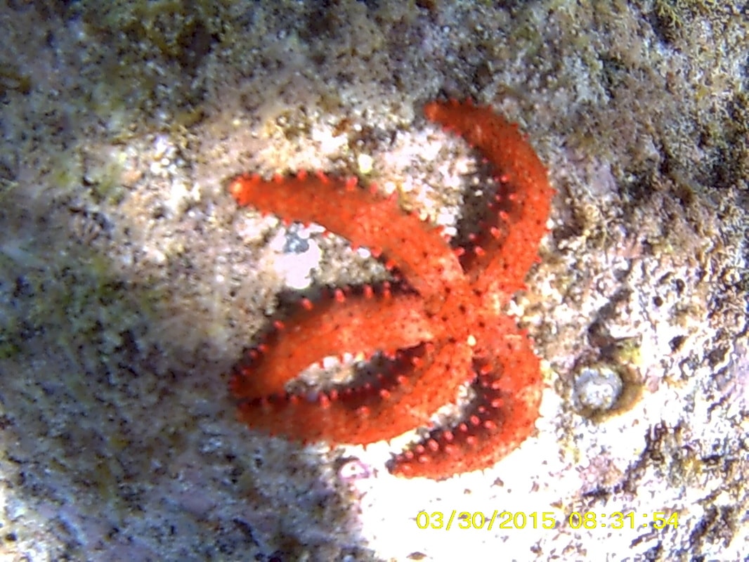 Vivid red sea star clinging to a rocky reef floor in the Gulf of California near Loreto