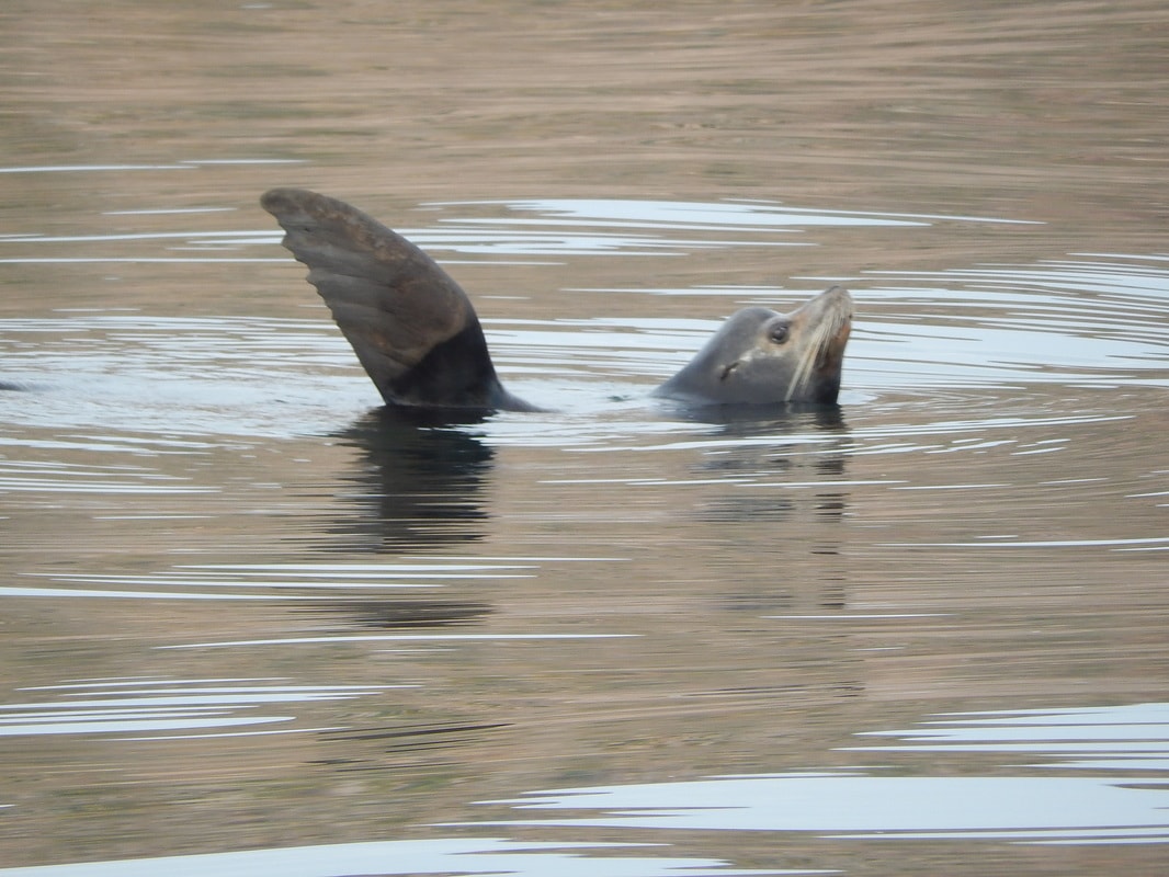 California sea lion floating on its back in calm water, flipping a flipper in the Gulf of California
